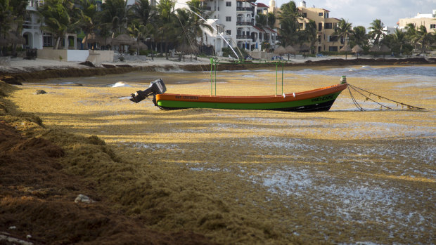 A boat floats on the water, surrounded by sargassum in Bahia La Media Luna, near Akumal in Quintana Roo state, Mexico. 