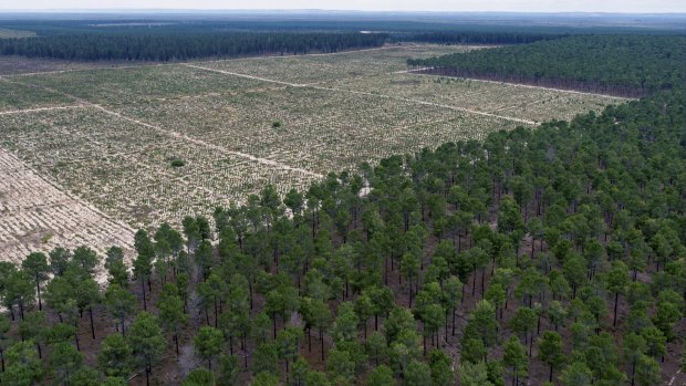 Gnangara mound pine plantations across the cities of Wanneroo and Swan. 
