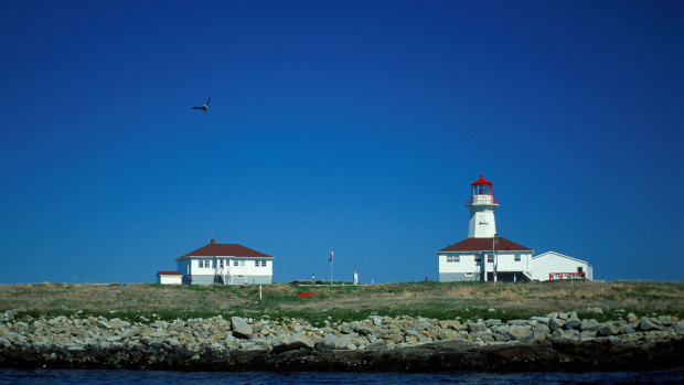 Machias Seal Island is home to a Lighthouse and hundreds of Atlantic puffins.
