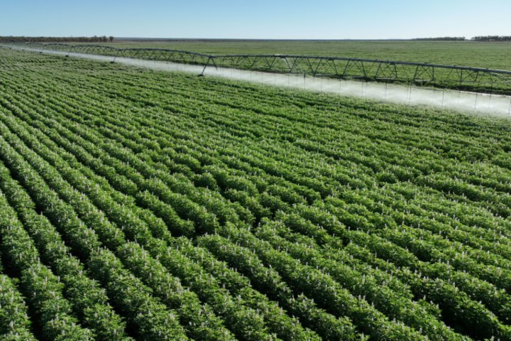St Ronans was one of the first group of properties to grow dryland cotton in Queensland’s Far North.
