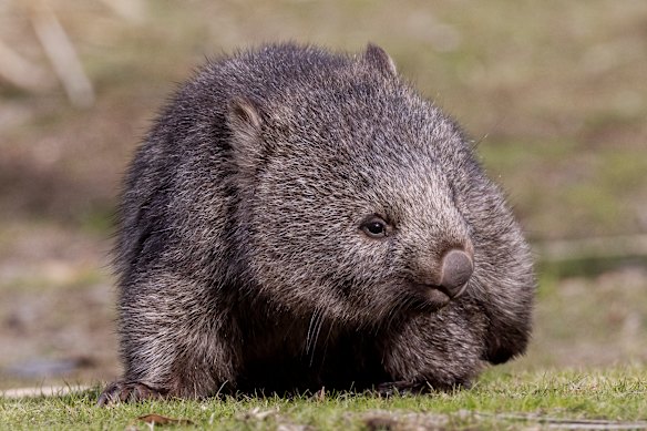 Um wombat de nariz descoberto em Port Arthur.