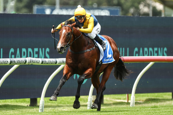 Storm Boy gallops to an easy win in a race at Rosehill Gardens in December.