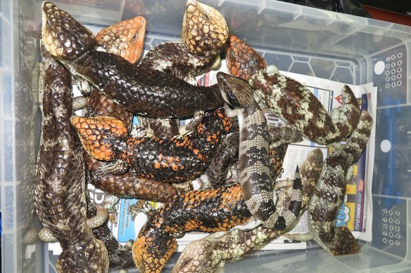 Shingleback lizards often die on long-haul journeys, though it only takes a few survivors to generate a profit. 