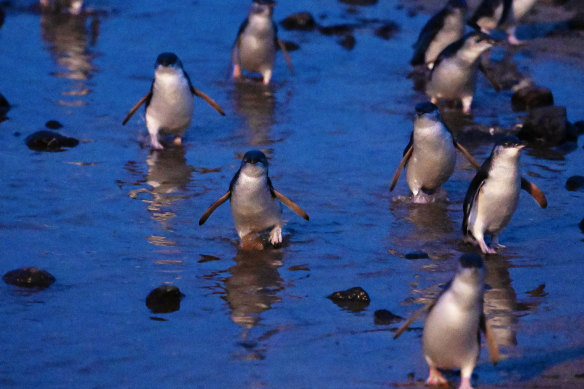 A property buyback at Phillip Island that began in the 1980s helped consolidate the penguin colony’s future. 