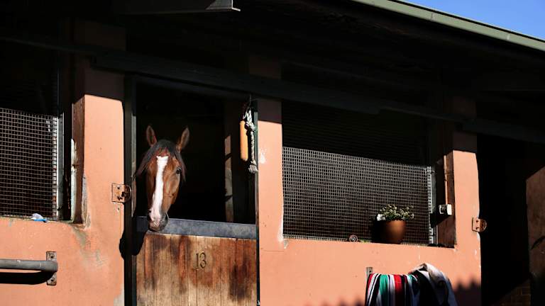 Tough competitor: Just Shine enjoys the morning sun at his Warwick Farm stable.