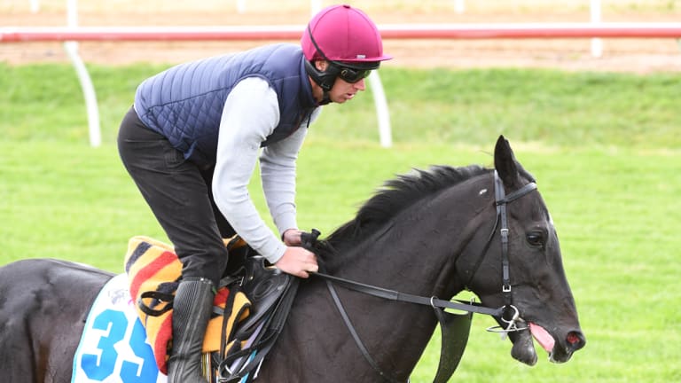 Latrobe has been withdrawn from the Melbourne Cup.