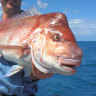 WA snapper, dhufish fishing ban increased to six months