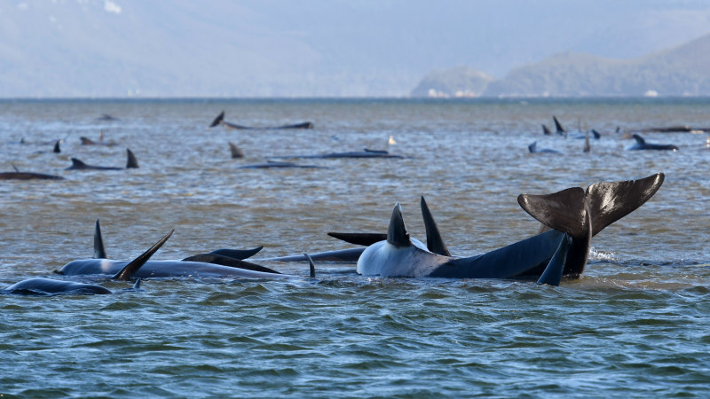 PHOTOS: Super Pod of 200 Pilot Whales Die in Mass Stranding in Australia