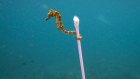 A small sea horse grabs onto plastic waste in waters off Indonesia. 