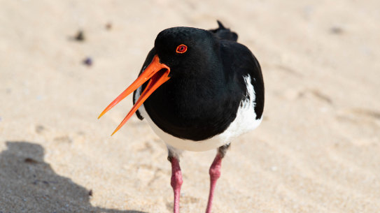 JVolunteers donate their time fencing off the vulnerable nests of shorebirds such as this Pied Oystercatcher at Durras beach on the NSW South Coast.