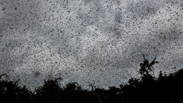 Swarms of desert locusts fly above trees in Katitika village, Kitui county, Kenya, last week.