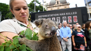 Rebecca Toombes from Wildlife HQ holds a koala during protest against deforestation earlier in the week.