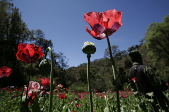 A soldier stands on a poppy field during eradication supervised by the Mexican Army on the outskirts of Morelia, Mexico. 