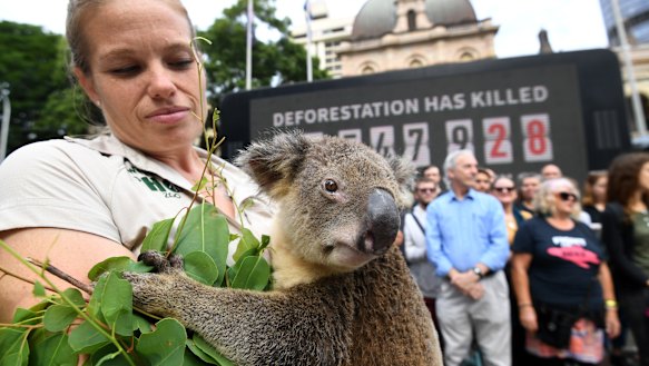 Rebecca Toombes from Wildlife HQ holds a koala during protest against deforestation earlier in the week.