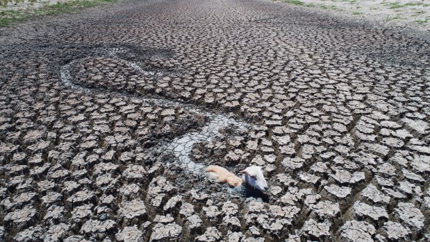 Dead and dying animals including sheep, goats and kangaroos can be seen stuck in the mud as the Menindee Lakes dries out, as seen in this drone image taken on January 10.