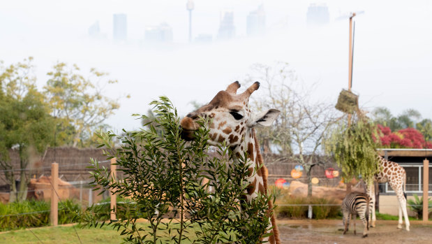 Community groups are concerned about the overdevelopment of the Taronga Zoo site at Mosman.