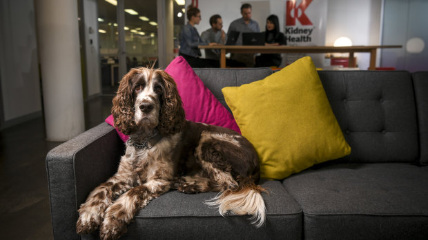 Tommy, the English springer spaniel, is the office dog at Kidney Health Australia.