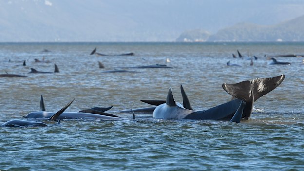 The whales stranded on a sandbank at Macquarie Harbour off Strahan in September.  
