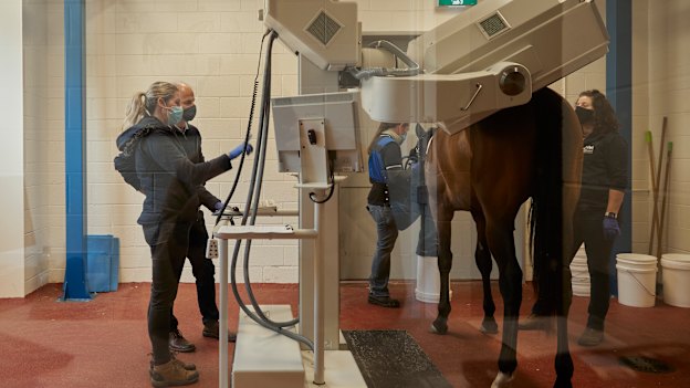 Professor Whitton and his team at work at the U-Vet Equine Centre in Werribee.