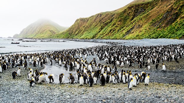 The UNESCO-listed Macquarie Island is the breeding boudoir of 3.5 million seabirds.