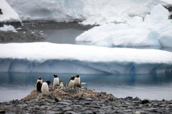 Gentoo penguins stand on rocks in Antarctica.