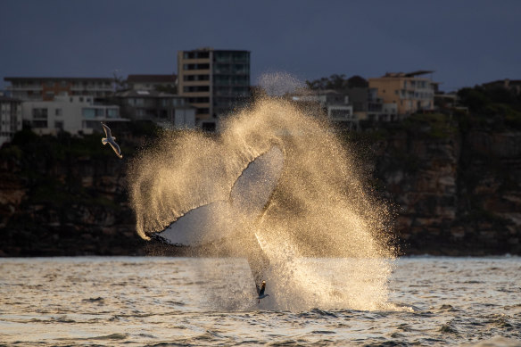 A whale’s tail near the northern beaches on Saturday.