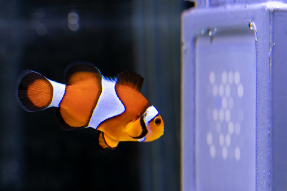 “Never anything good on.” A clownfish watches the UQ-designed UV display
