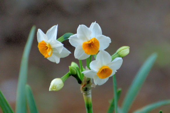 Narcissus tazetta, also known as Paperwhite,