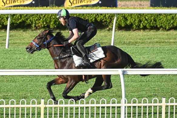 Maximal is put through his paces on Tuesday morning.
