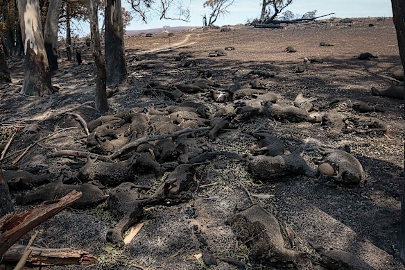 This livestock never stood a chance as the Longwood fire closed in on Ruffy.