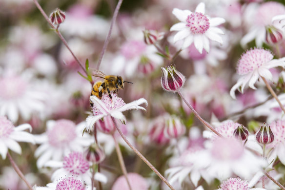 A bee lands on the rarely seen Actinotus forsythii (aka pink flannel flowers) near Katoomba.