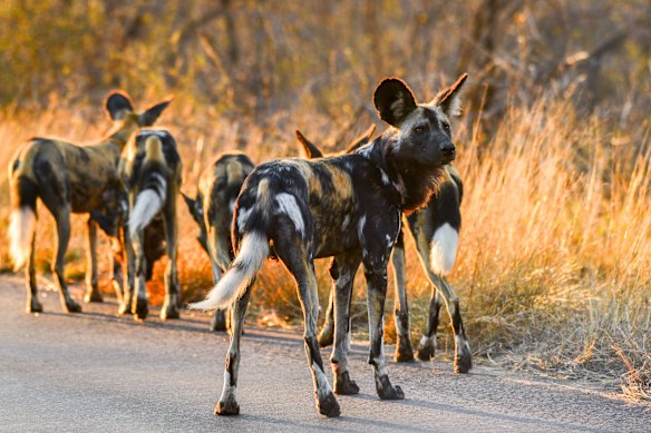 A pack of African wild dogs prowls along a road in the southern part of Kruger National Park.