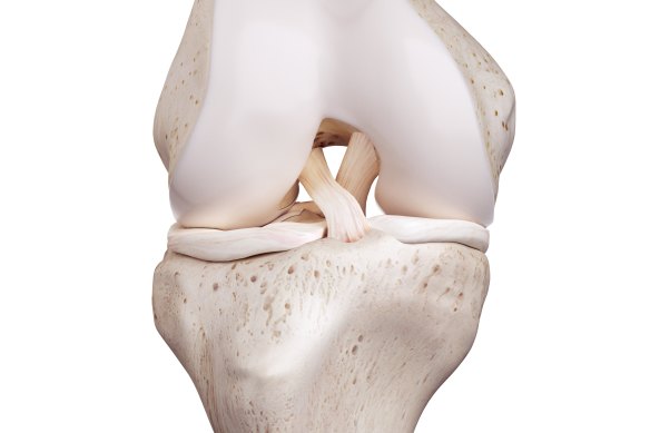The anterior cruciate ligament crosses vertically in front of the posterior cruciate ligament. 
