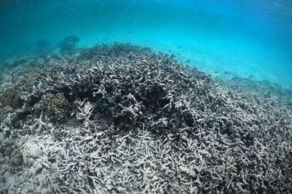 Coral bleaching on Lizard Island in the Great Barrier Reef.