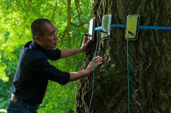 Tony Leung Chiu-wai plays a scientist intrigued by an ancient gingko tree in Silent Friend. 