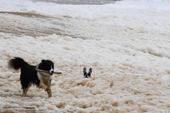 Two dogs play in the foam at Bronte.