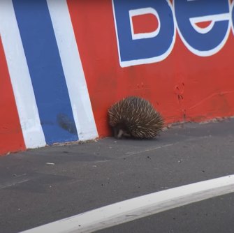 An echidna on the racetrack forced the 2021 Bathurst motor race to a crawl until the surprise late entry could be safely removed.