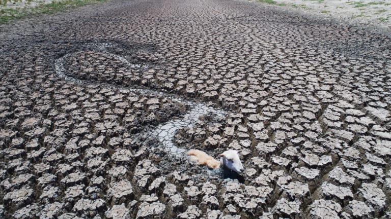 Dead and dying animals including sheep, goats and kangaroos can be seen stuck in the mud as the Menindee Lakes dry out, as seen in this drone image taken on January 10.