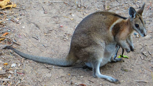 A rare, female 'bridled' nailtail wallaby with a joey in her pouch.