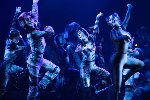 Cats the musical, Australia: Andrew Lloyd Webber’s mega-musical comes ...
