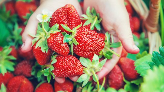 Best eaten fresh, warm and straight from the garden, homegrown strawberries do not compare with those from the supermarket.