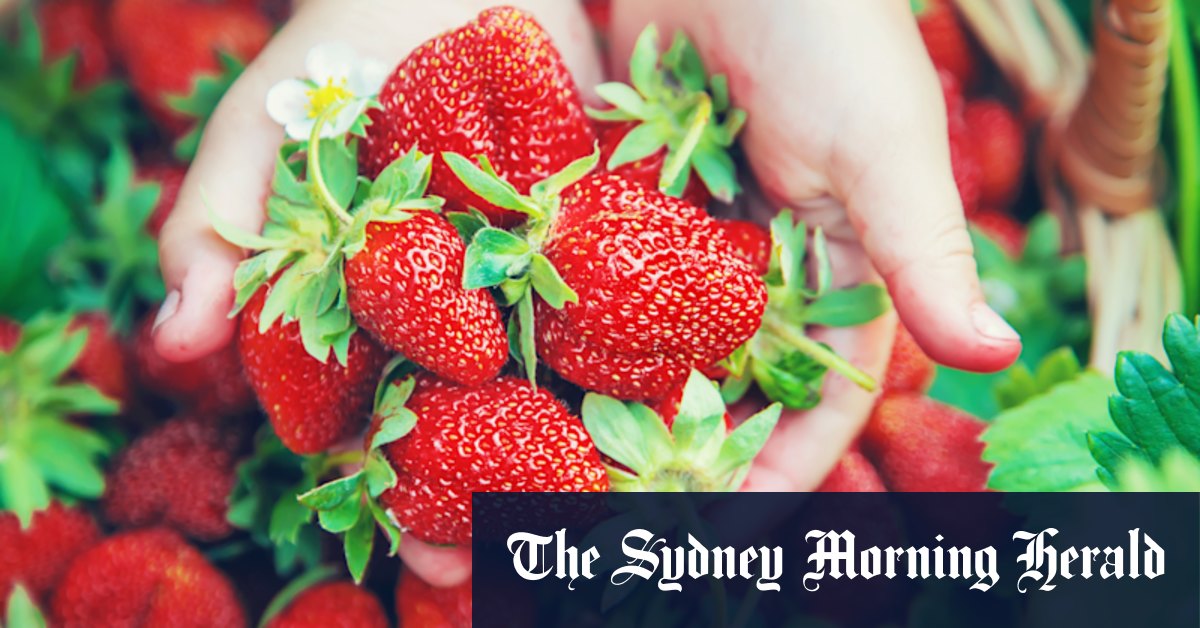 Sweet, fresh and pesticide free: the delights of backyard berries