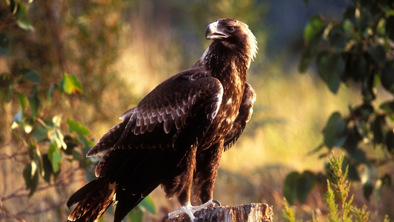 Wind farm kills 20 wedge-tailed eagles in 18 months