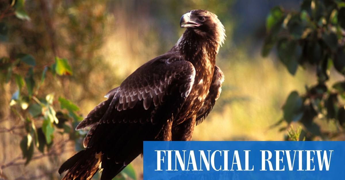 afr.com - Ryan Cropp - Wind farm kills 20 wedge-tailed eagles in 18 months