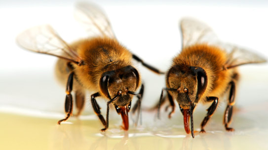 Dire consequences: fake honey imports could lead to a humanitarian disaster