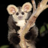 Extinction looms for ‘Australia’s equivalent of the panda’