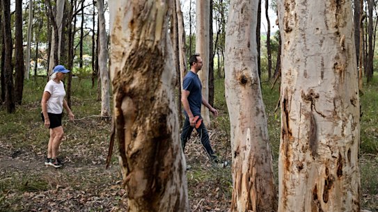 Residents fear hundreds of trees will be bulldozed in Fred Caterson Reserve in Castle Hill to upgrade sports facilities and build new rugby fields.
