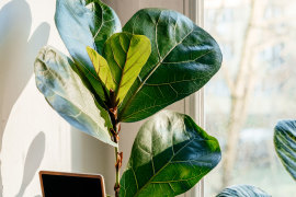 Fiddle leaf figs are one plant that might need relocating during winter, due to its light needs.