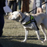 A police sniffer dog in action at Slendour in the Grass in 2019.