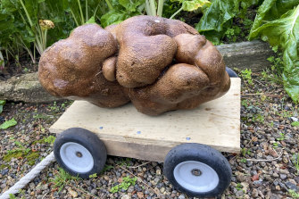 A large potato sits on a purpose-built trolly in a garden at Donna and Colin Craig-Browns home near Hamilton, New Zealand.